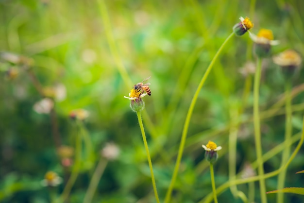 a Bee perched on the beautiful flower