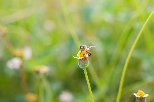 a Bee perched on the beautiful flower