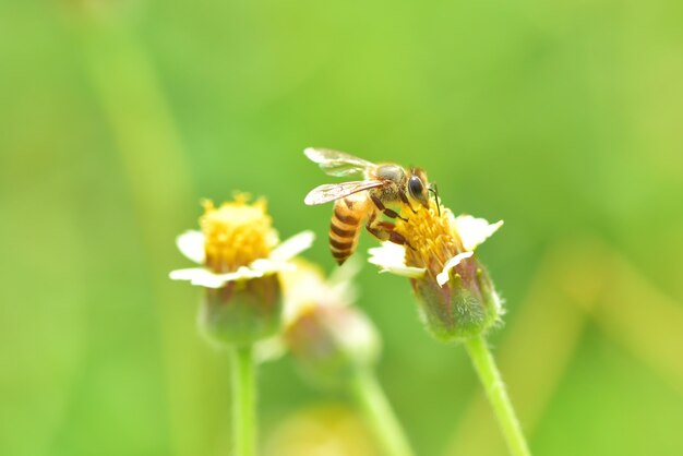 a Bee perched on the beautiful flower