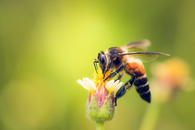 a Bee perched on the beautiful flower