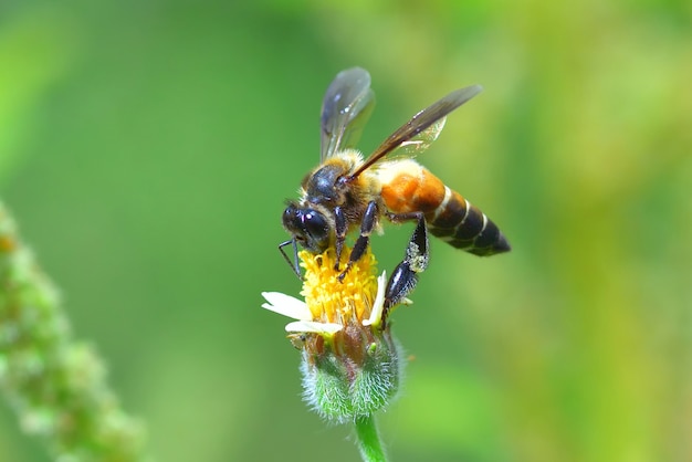 a Bee perched on the beautiful flower