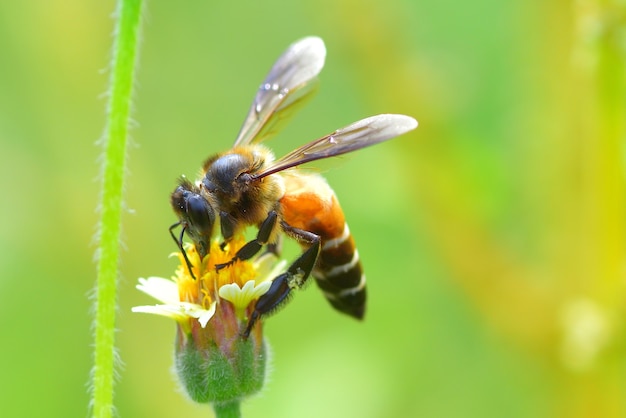 a Bee perched on the beautiful flower