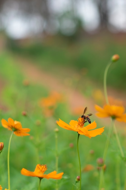 Bee perched on the pollen of a Singapore daisy with blurred background.