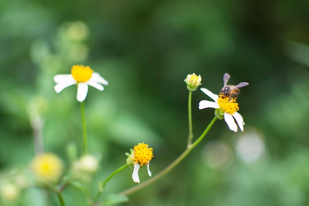 Bee perching on flower on green background