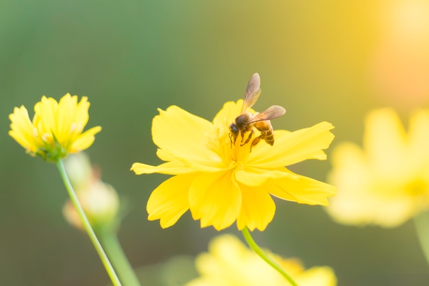 Bee on pollen of Yellow sweet cosmos flowers in the garden