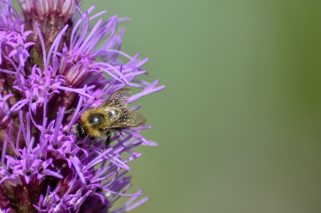 Bee pollinates flower in summer garden