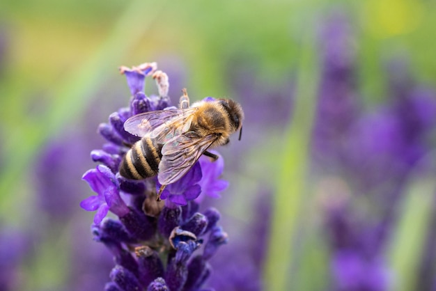 The bee pollinates the lavender flowers