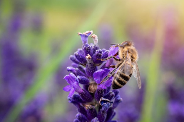 The bee pollinates the lavender flowers