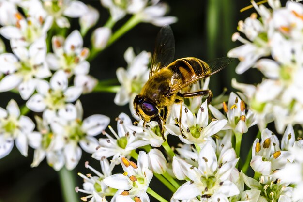 Bee pollinates white wildflowers, background macro photo