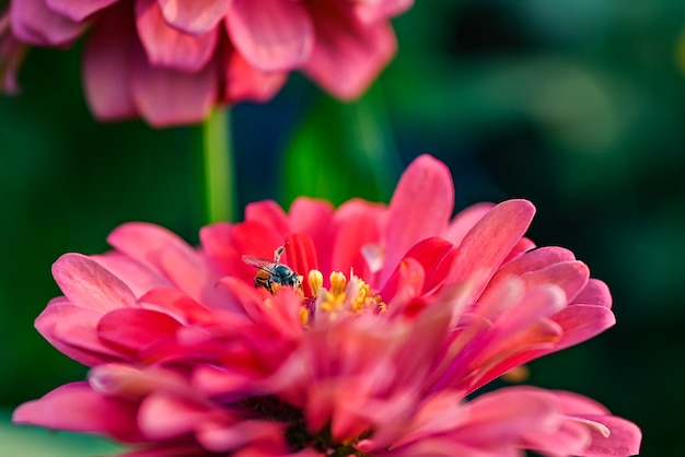 Bee pollinating magenta red or yellow colored flower of zinnia.