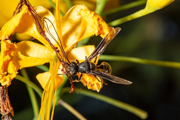 Bee pollinating a small yellow flower seen through a macro lens, selective focus.