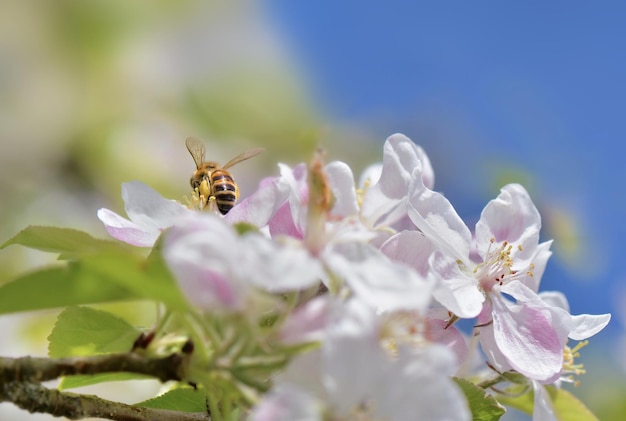 Bee pollinating white flowers of apple tree on blue sky at sprin