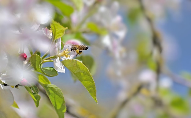 Bee pollinating white flowers of apple tree on blue sky at springtime