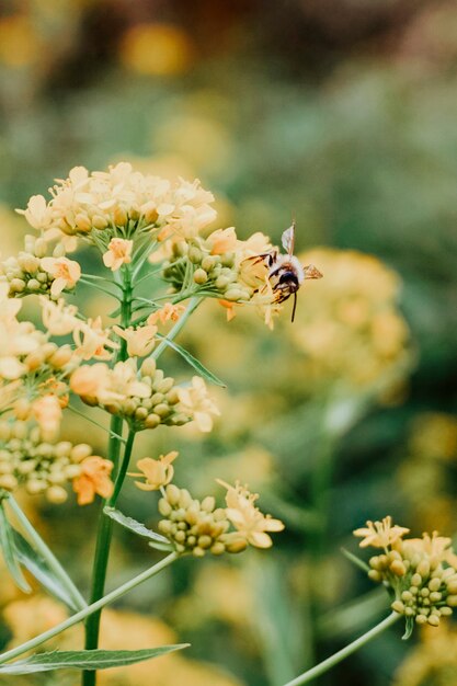 Bee pollinating a yellow plant in the wild