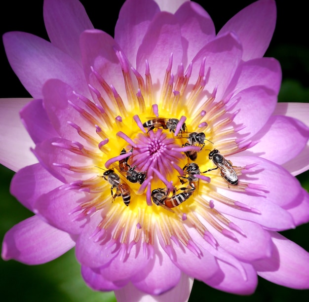 Bee  in purple Beautiful lotus