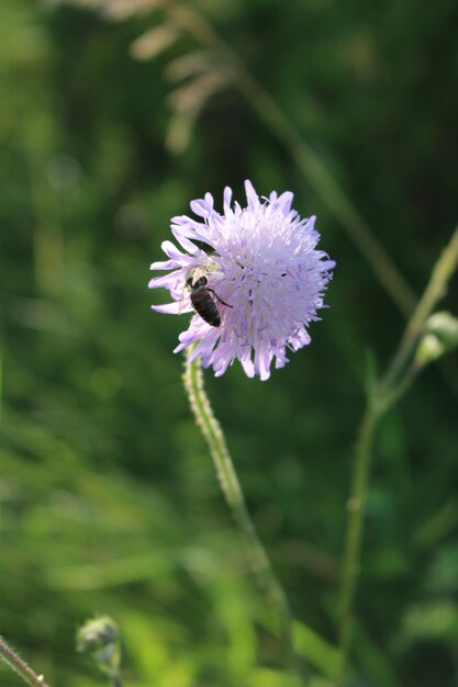 Photo a bee on a purple flower