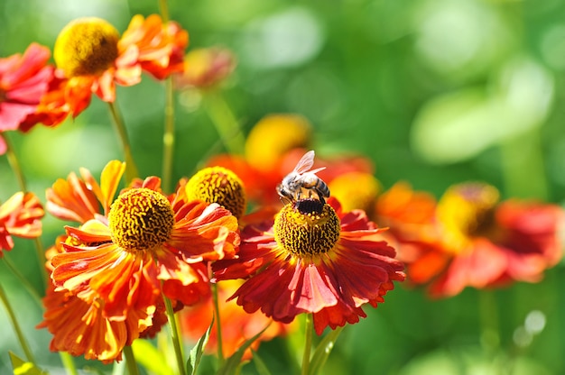 Bee on a red flower collects pollen