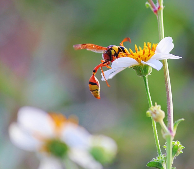 Photo a bee sips nectar from a flower