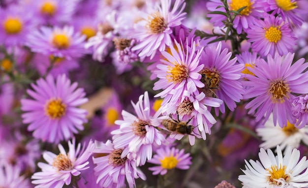 A bee sits on a small Aster September autumn collects nectar