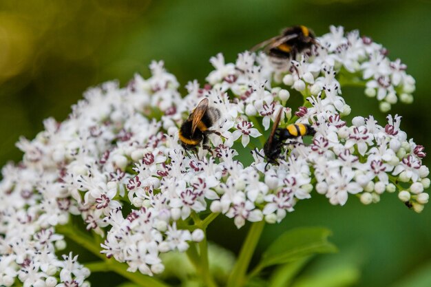 The bee sits on white flowers