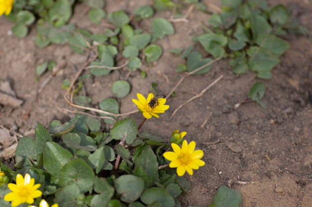 a bee sits on yellow flowers near the ground