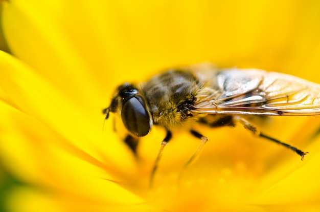 Bee sitting on a beautiful yellow flower and collect pollen