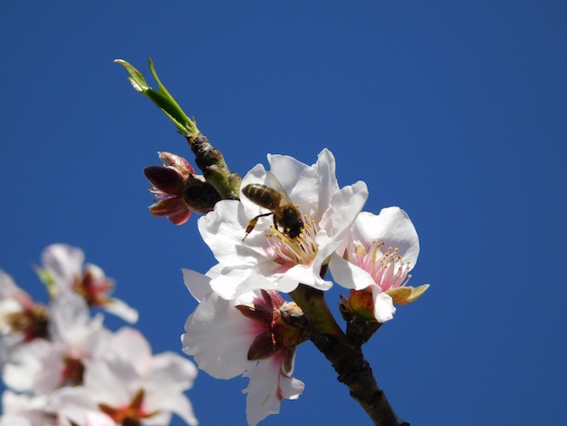 bee and spring blossom