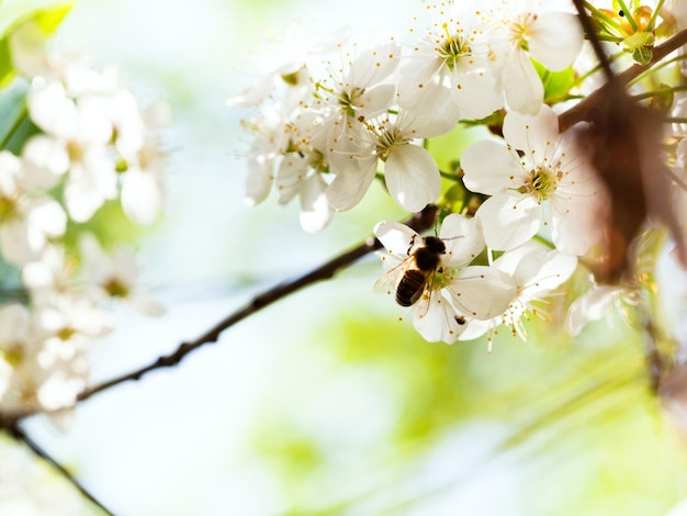 Bee and spring white blossoms