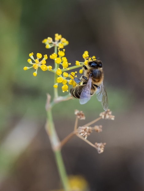 Bee sucking nectar from a flower