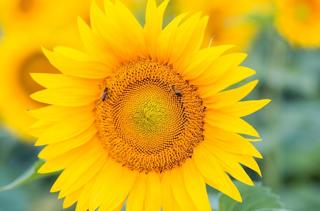 A bee on a sunflower closeup A bee collects dust from a flower Horizontal photo