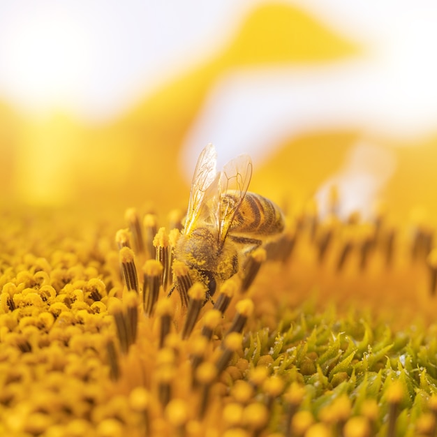 Bee on a sunflower flower.