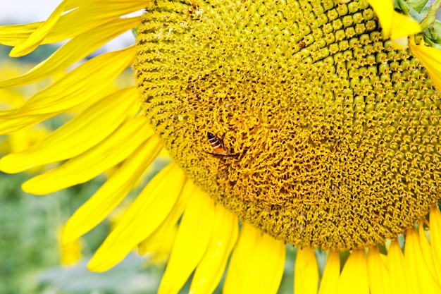 Bee and sunflower