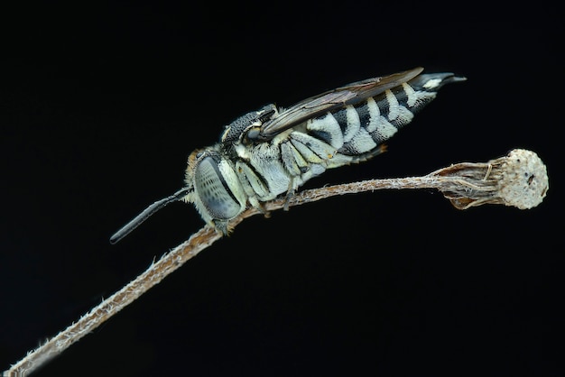 Bee on twigs in black background