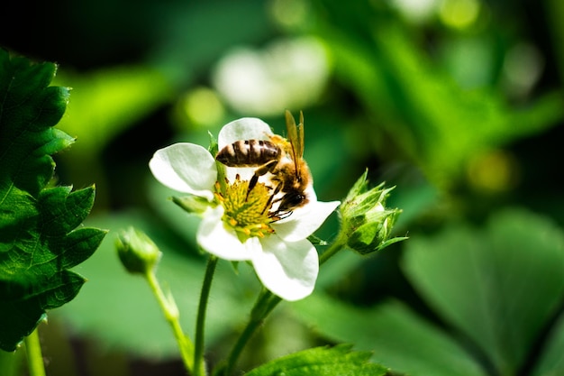 Bee on a white flower strawberry in the garden