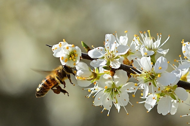 A bee on a white flower with the word honey on it