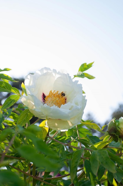 Bee on a white tree peony