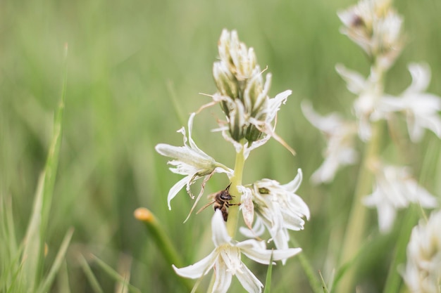 Bee on wild flower