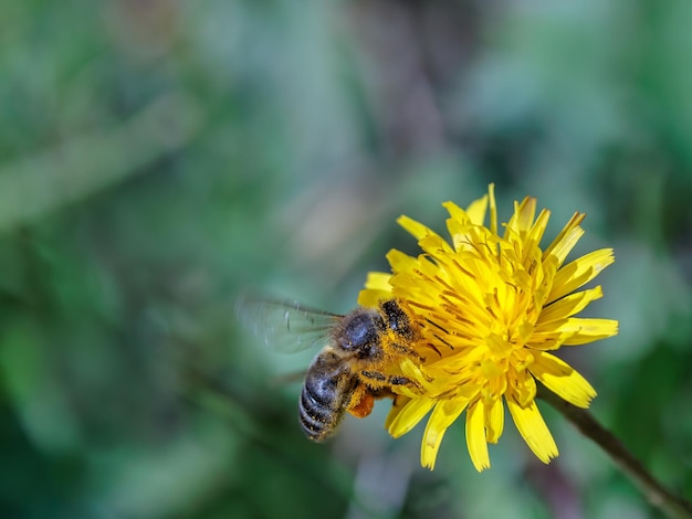 Bee on yellow daisy flower