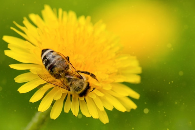 bee on yellow dandelion macro