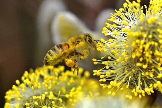 bee on yellow flower