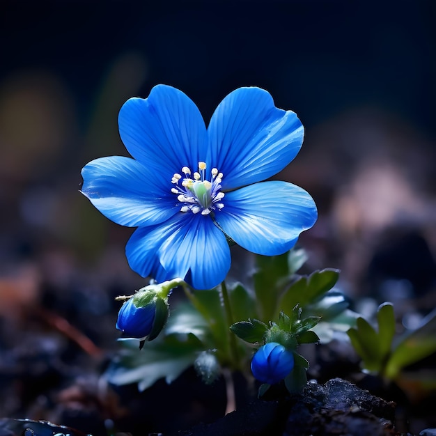 a beeautiful blue flower