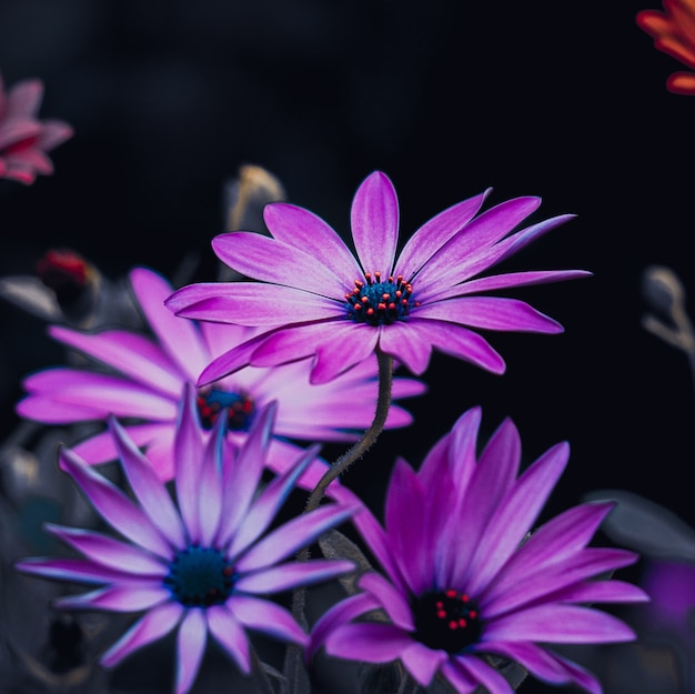 Beeautiful purple flowers in the garden in autumn season