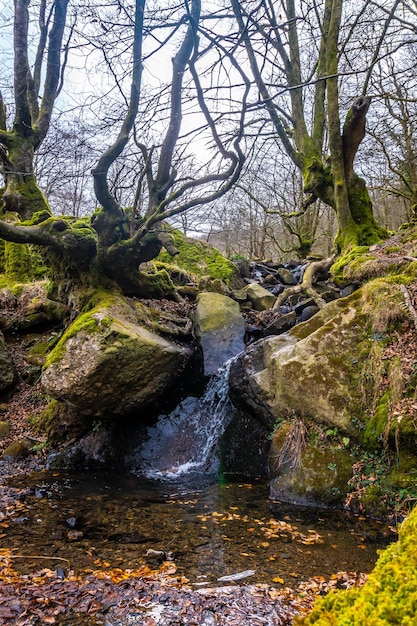 Beech forest on the ascent to Mount Adarra next to a waterfall in the Guipuzcoan municipality of Urnieta near San Sebastian Basque Country