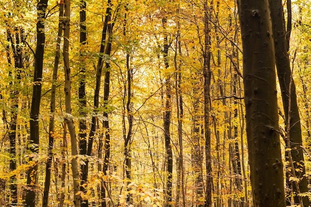 Beech forest in autumn with its pretty golden colors