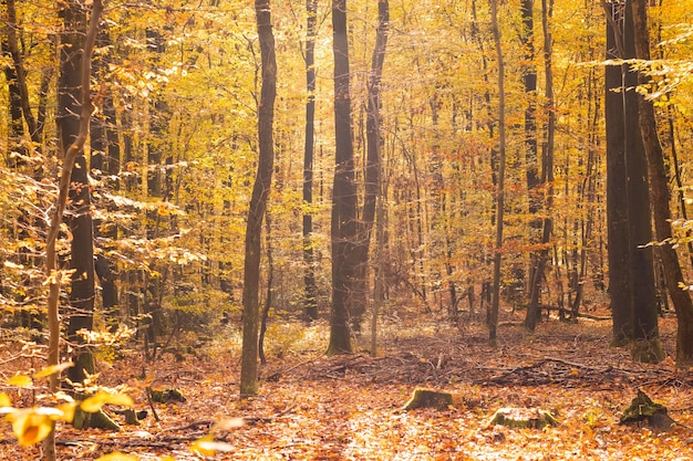 Beech forest in autumn with its pretty golden colors