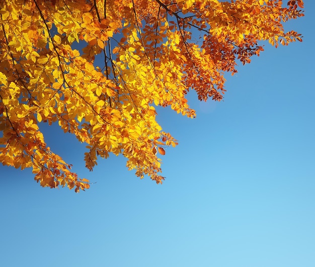 Beech forest on blue sky background. Bright colors of autumn. Branches with autumn leaves