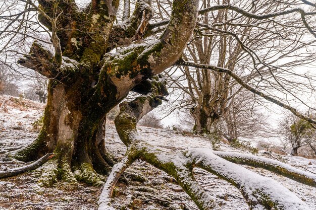 Beech forest full of snow in the forest of Mount Aizkorri in Gipuzkoa. Snowy landscape by winter snows