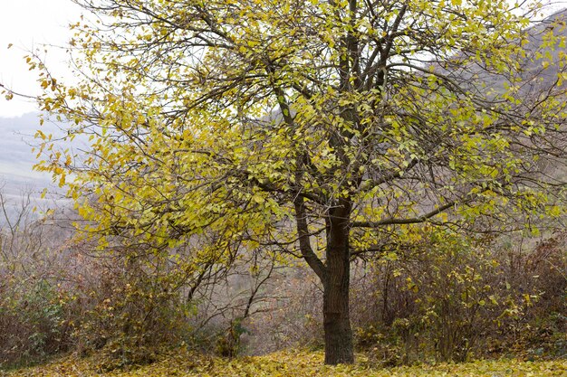 Beech forest with a old tree in the sunlight