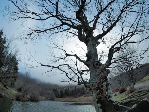 Beech forest with a very old tree in Calamone Ventasso Lake Italy