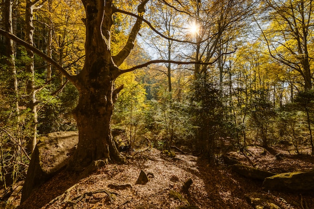 Beech forest